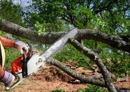 Best Emergency Tree Removal  in Belle Meade, TN