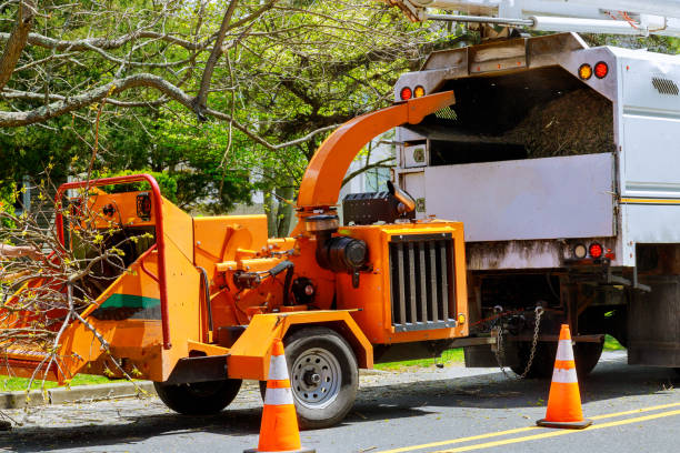 Best Tree Maintenance Programs  in Belle Meade, TN