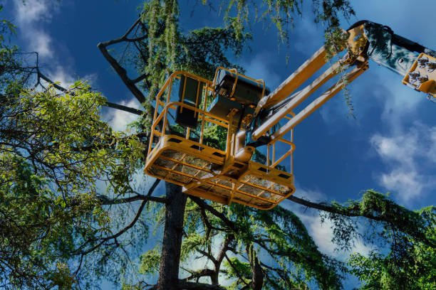 Best Seasonal Cleanup (Spring/Fall)  in Belle Meade, TN
