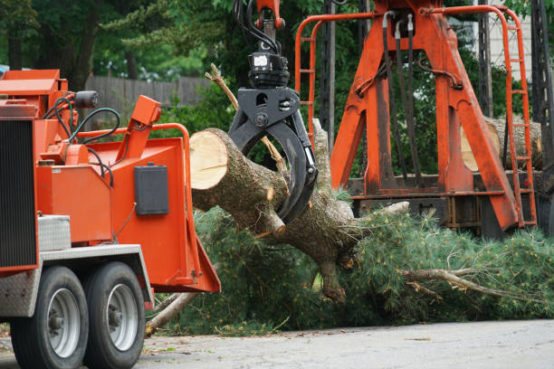 Best Tree Preservation Services  in Belle Meade, TN