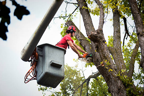 Belle Meade, TN Tree Removal Company