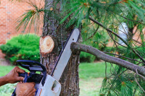 Best Tree Disease Treatment  in Belle Meade, TN